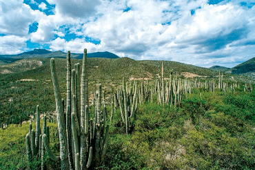 Reserva de la Biosfera Tehuacán-Cuicatlán 